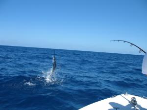 High Flying Sailfish!!!